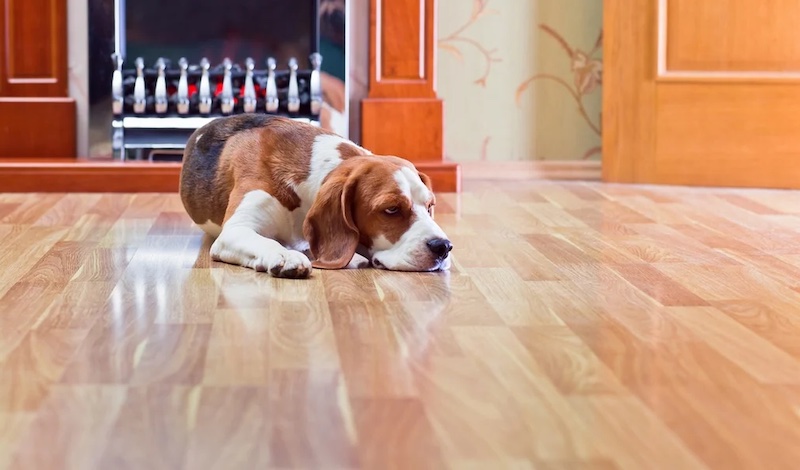 Best Flooring For Dogs Copy 